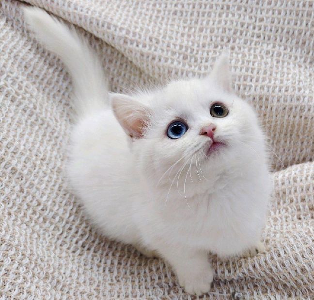 猫图片|宠物猫|猫咪|