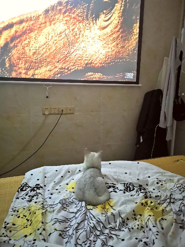 猫图片|宠物猫|猫咪|