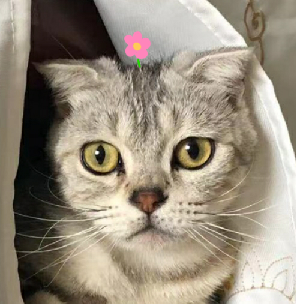 猫图片|宠物猫|猫咪|