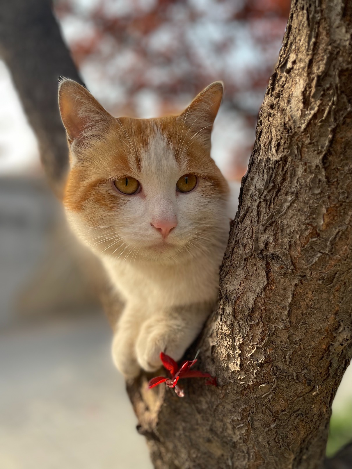 猫图片|宠物猫|猫咪|