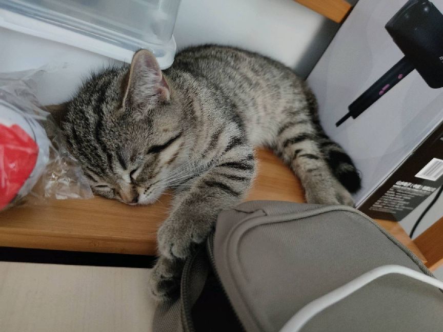 猫图片|宠物猫|猫咪|