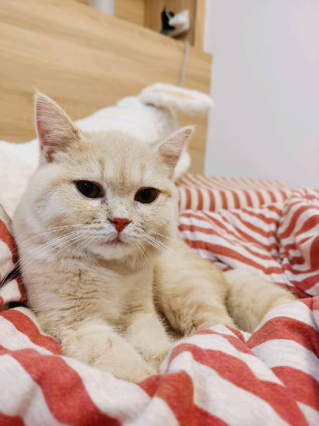 猫图片|宠物猫|猫咪|