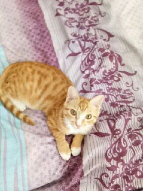 猫图片|宠物猫|猫咪|