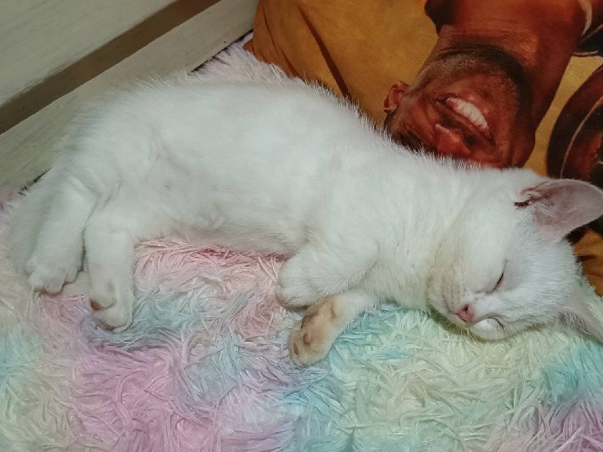 猫图片|宠物猫|猫咪|