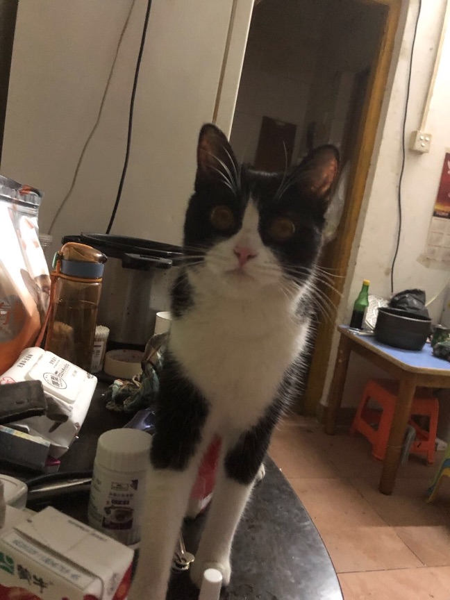 猫图片|宠物猫|猫咪|