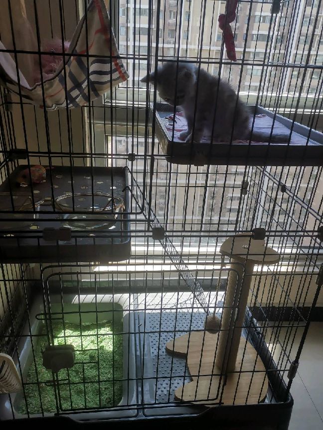 猫图片|宠物猫|猫咪|