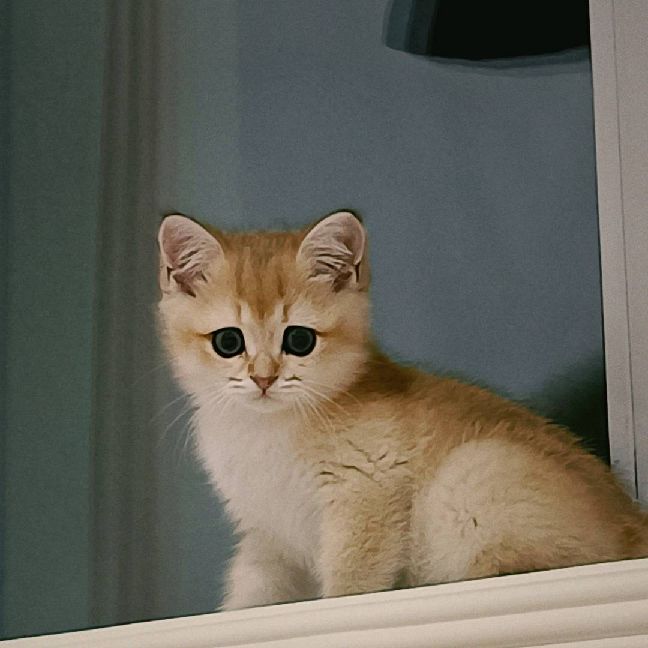 猫图片|宠物猫|猫咪|