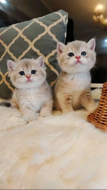 猫图片|宠物猫|猫咪|