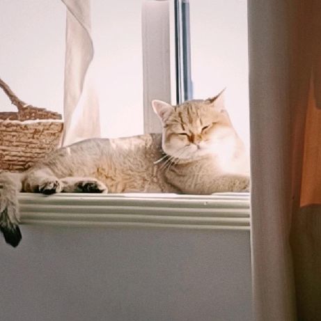 猫图片|宠物猫|猫咪|