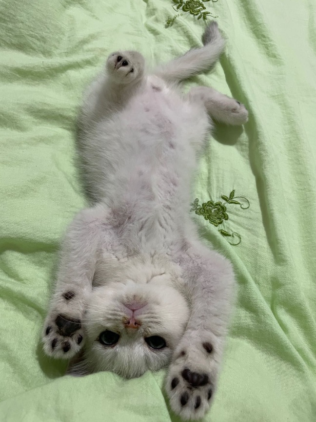 猫图片|宠物猫|猫咪|