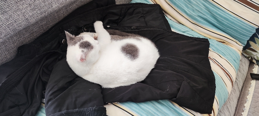 猫图片|宠物猫|猫咪|