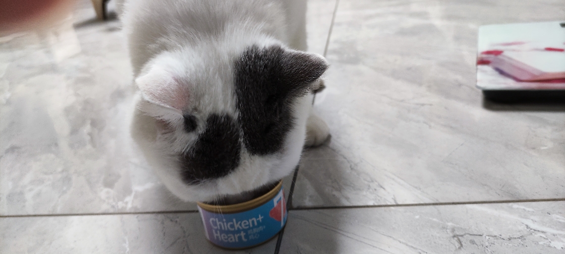 猫图片|宠物猫|猫咪|