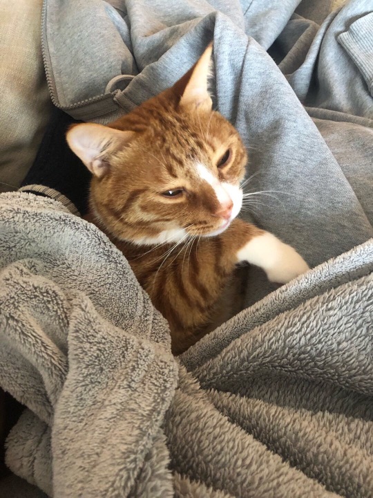 猫图片|宠物猫|猫咪|