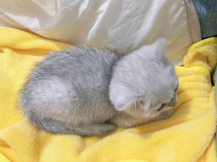 猫图片|宠物猫|猫咪|