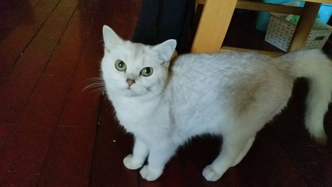 猫图片|宠物猫|猫咪|