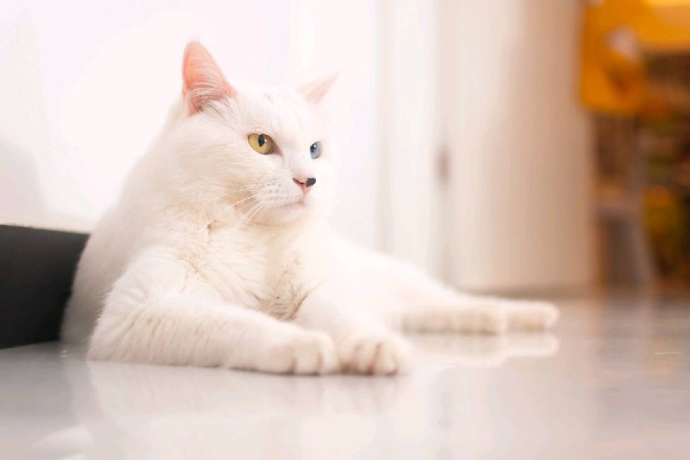 猫图片|宠物猫|猫咪|