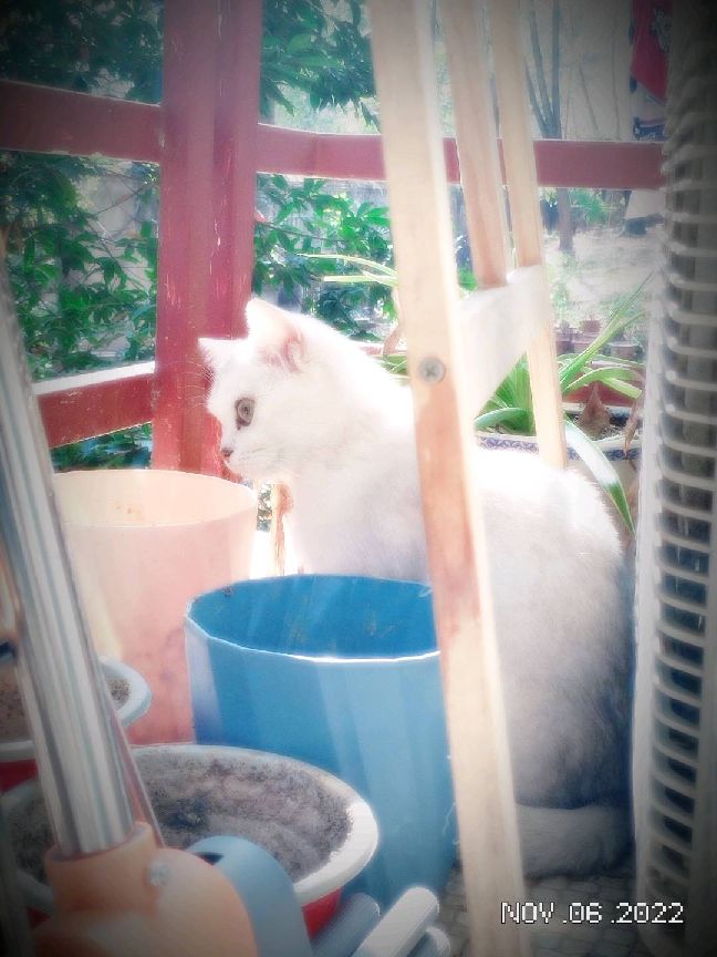 猫图片|宠物猫|猫咪|