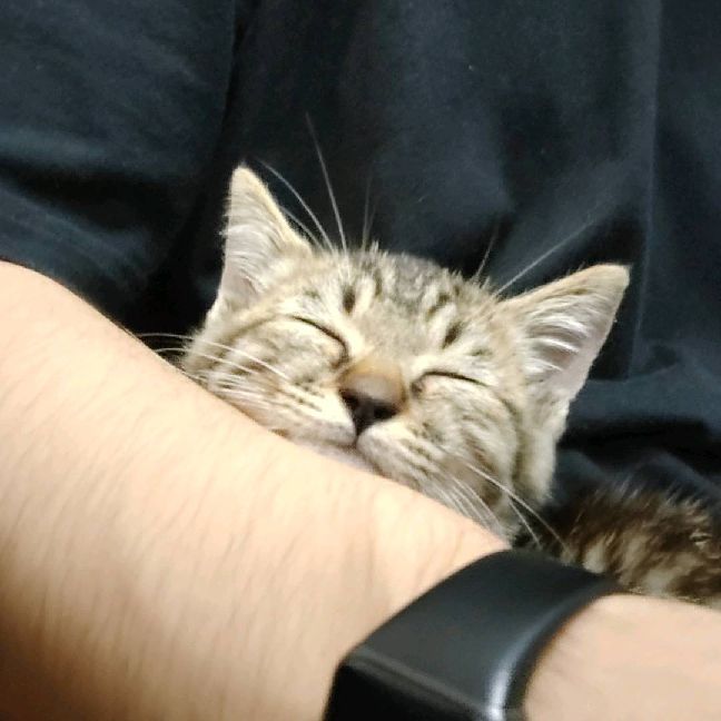 猫图片|宠物猫|猫咪|