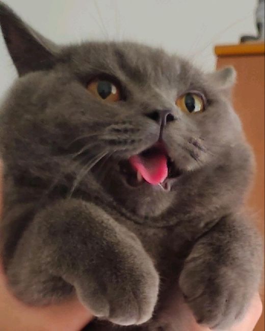 猫图片|宠物猫|猫咪|