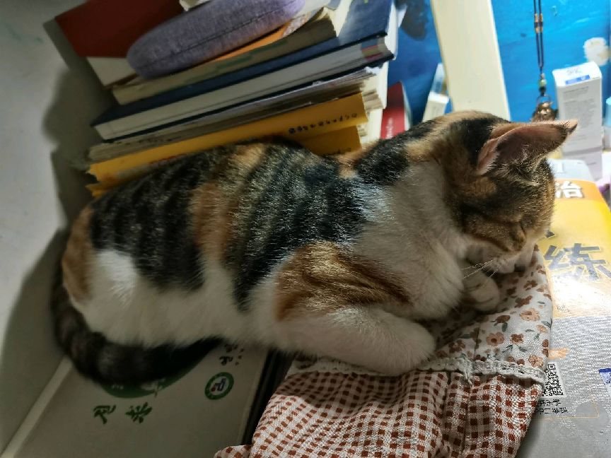 猫图片|宠物猫|猫咪|