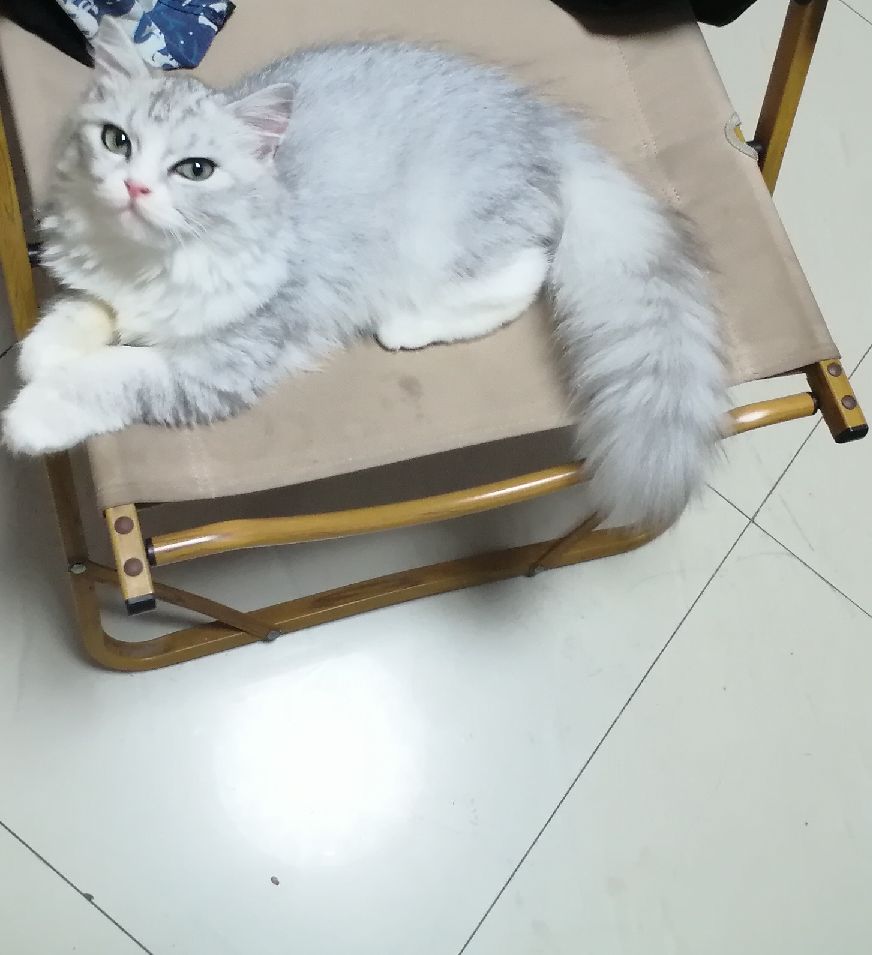 猫图片|宠物猫|猫咪|