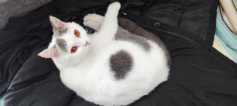 猫图片|宠物猫|猫咪|