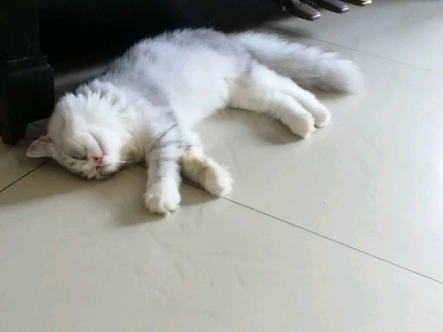 猫图片|宠物猫|猫咪|