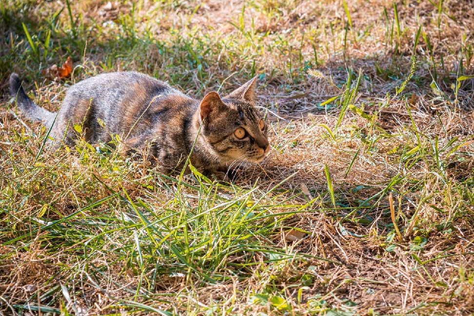 猫图片|宠物猫|猫咪|
