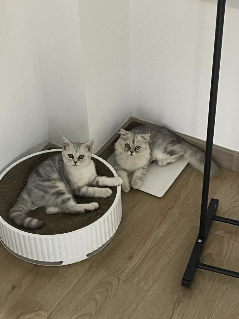 猫图片|宠物猫|猫咪|