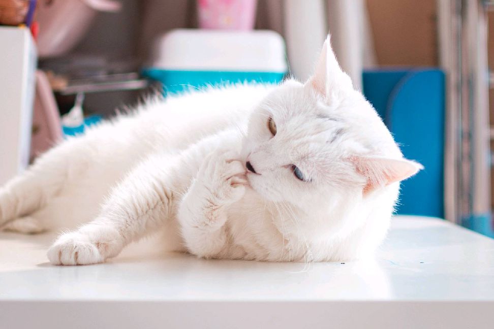 猫图片|宠物猫|猫咪|