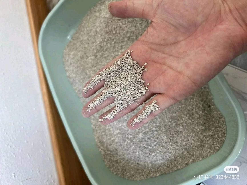 猫图片|宠物猫|猫咪|