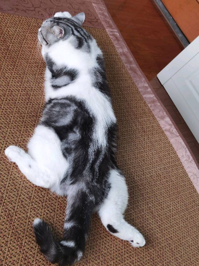 猫图片|宠物猫|猫咪|