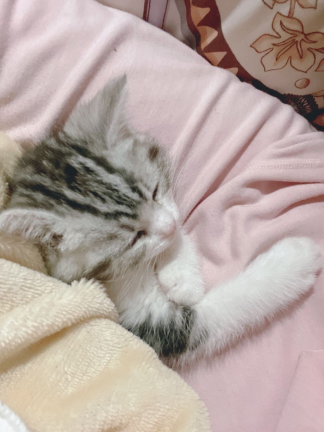 猫图片|宠物猫|猫咪|