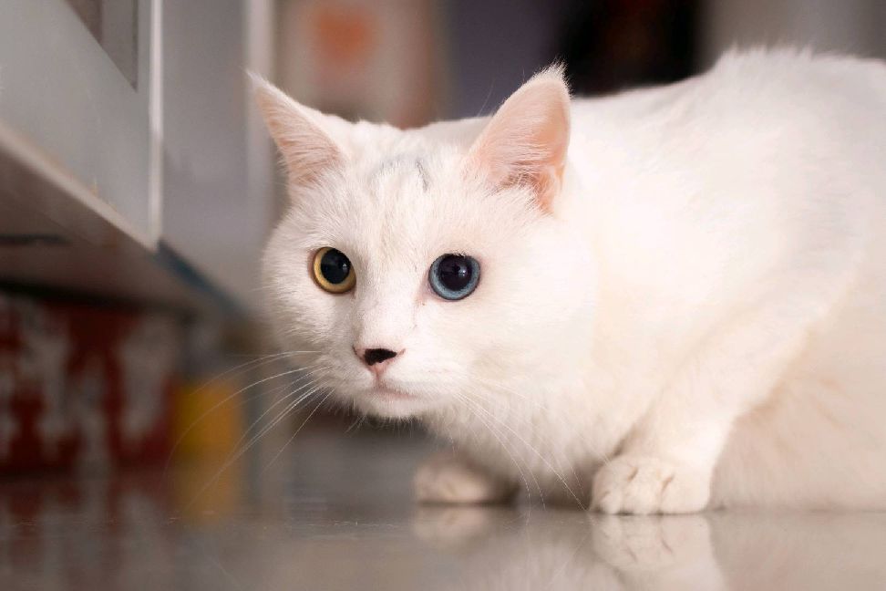 猫图片|宠物猫|猫咪|