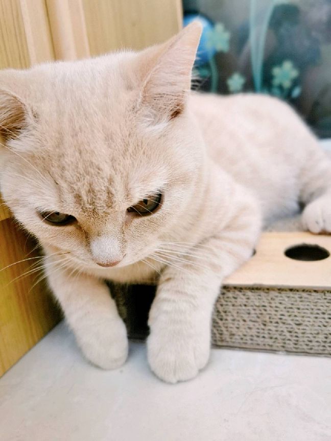 猫图片|宠物猫|猫咪|