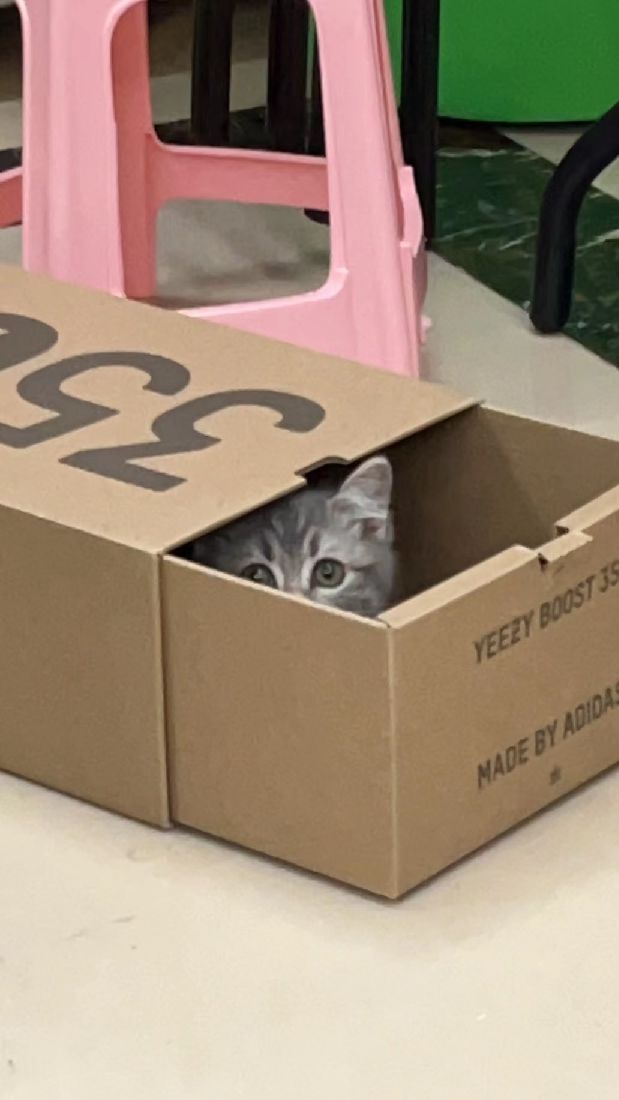 猫图片|宠物猫|猫咪|