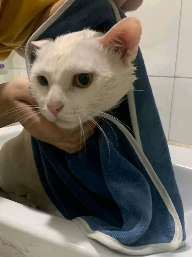 猫图片|宠物猫|猫咪|