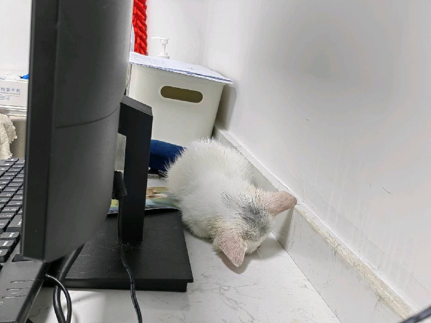 猫图片|宠物猫|猫咪|