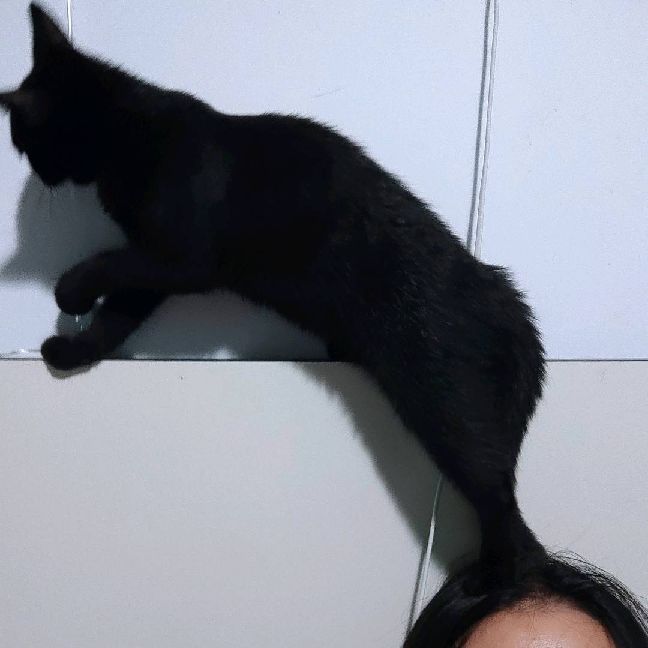 猫图片|宠物猫|猫咪|