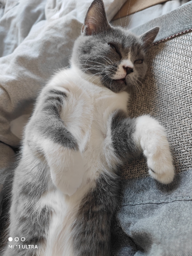 猫图片|宠物猫|猫咪|