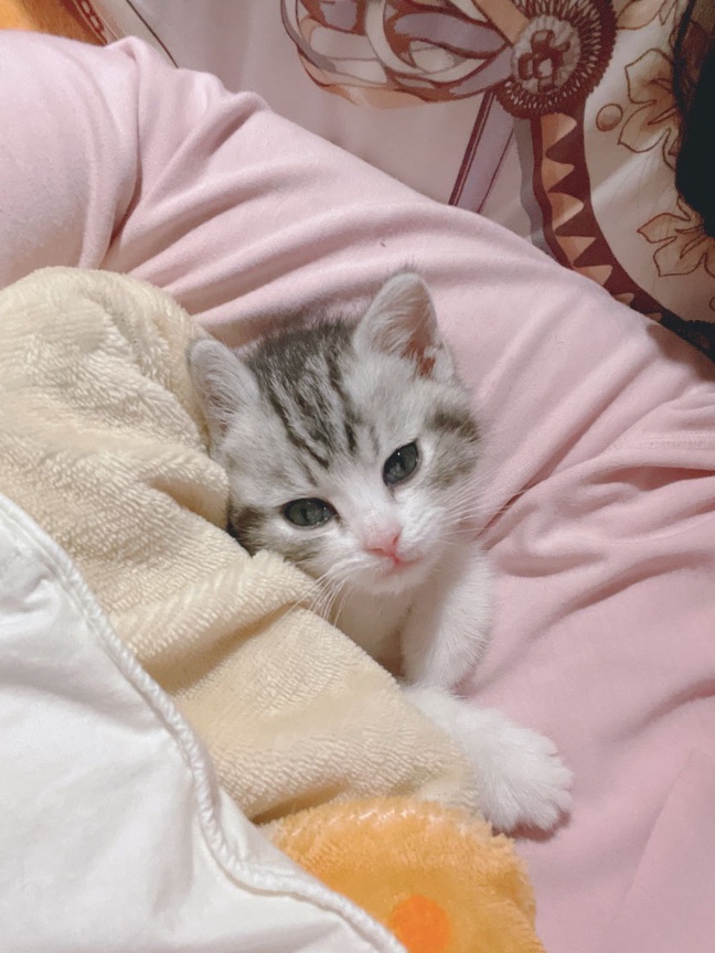 猫图片|宠物猫|猫咪|