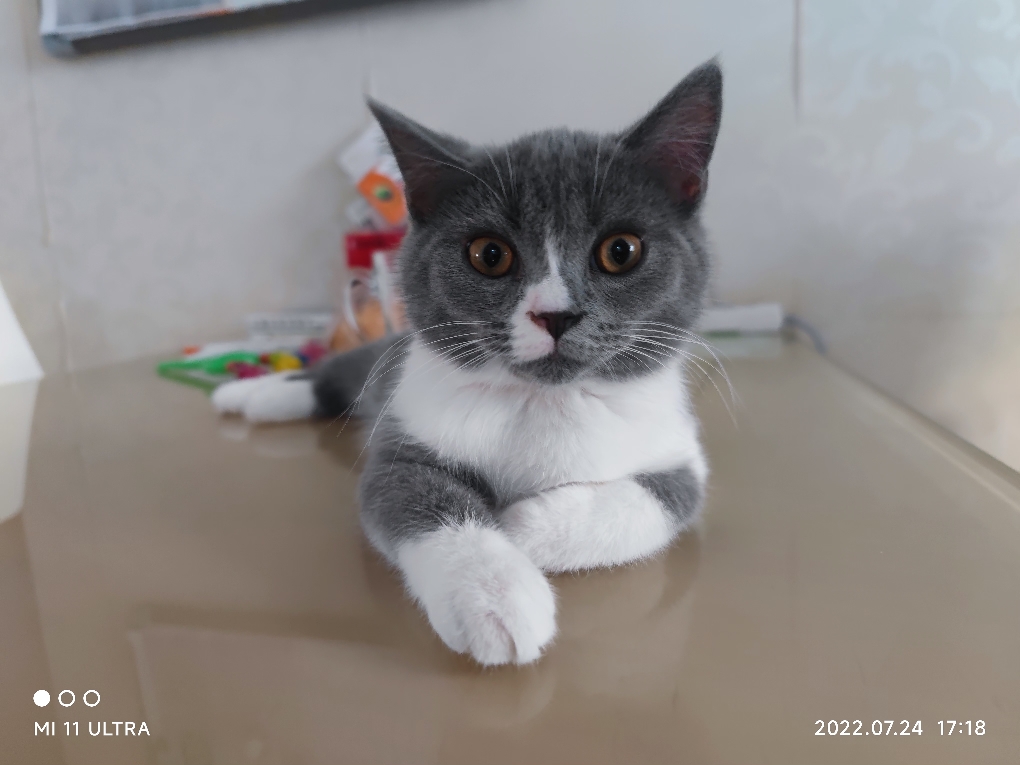 猫图片|宠物猫|猫咪|