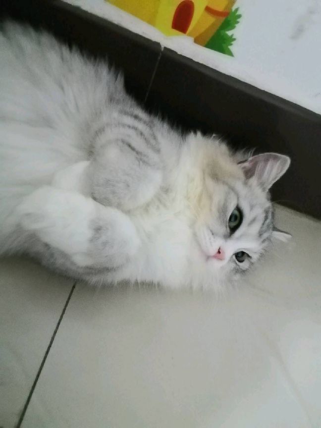 猫图片|宠物猫|猫咪|