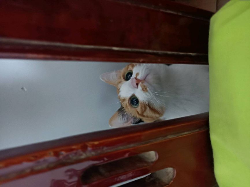 猫图片|宠物猫|猫咪|