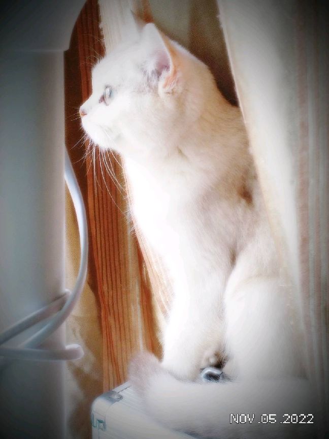 猫图片|宠物猫|猫咪|