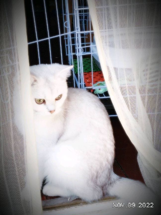 猫图片|宠物猫|猫咪|