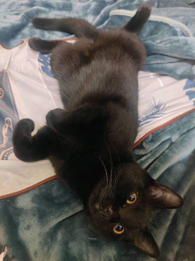 猫图片|宠物猫|猫咪|