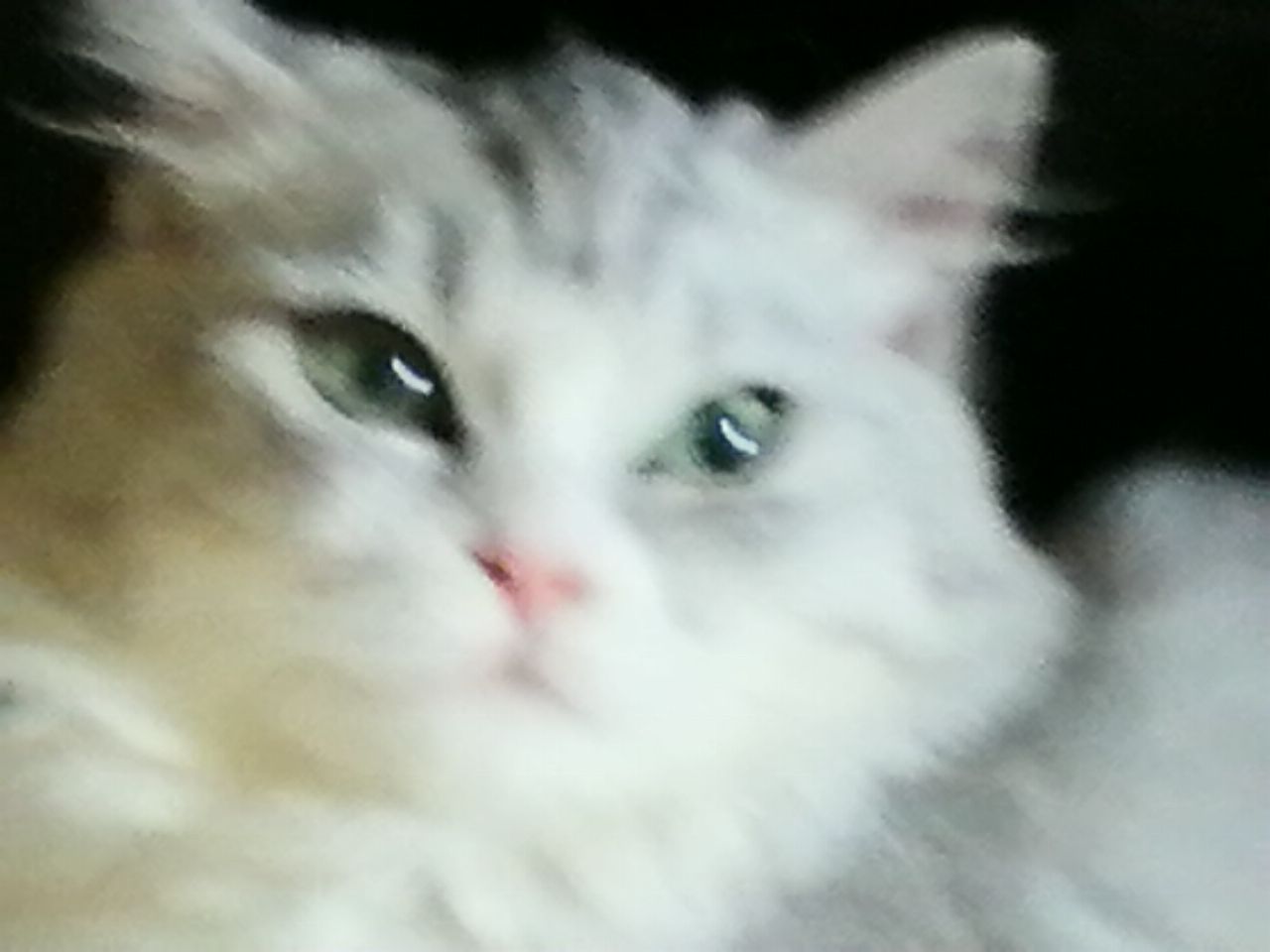 猫图片|宠物猫|猫咪|