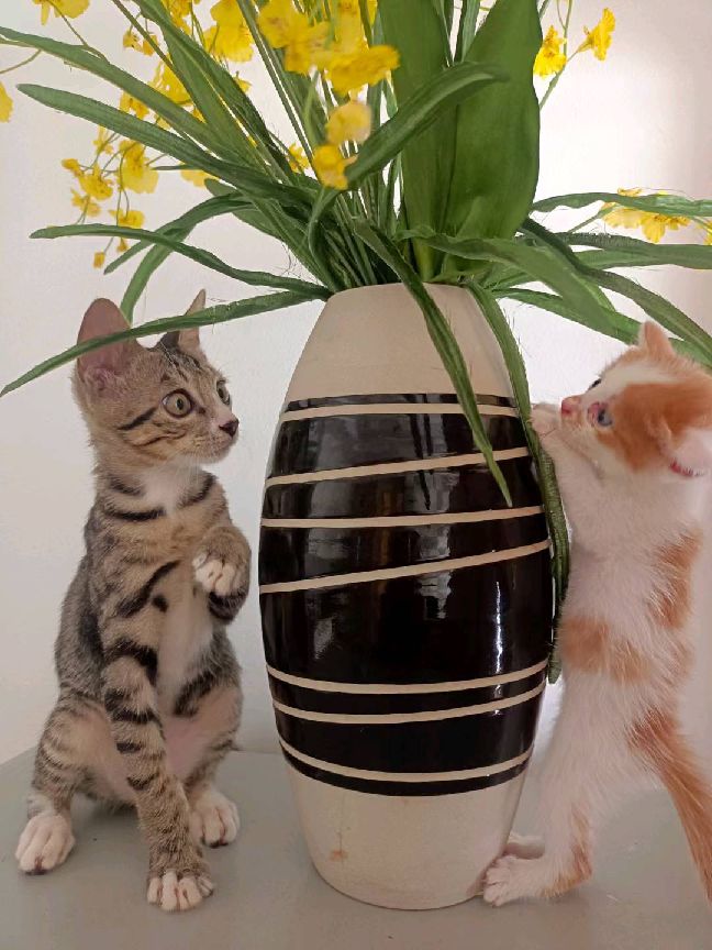 猫图片|宠物猫|猫咪|