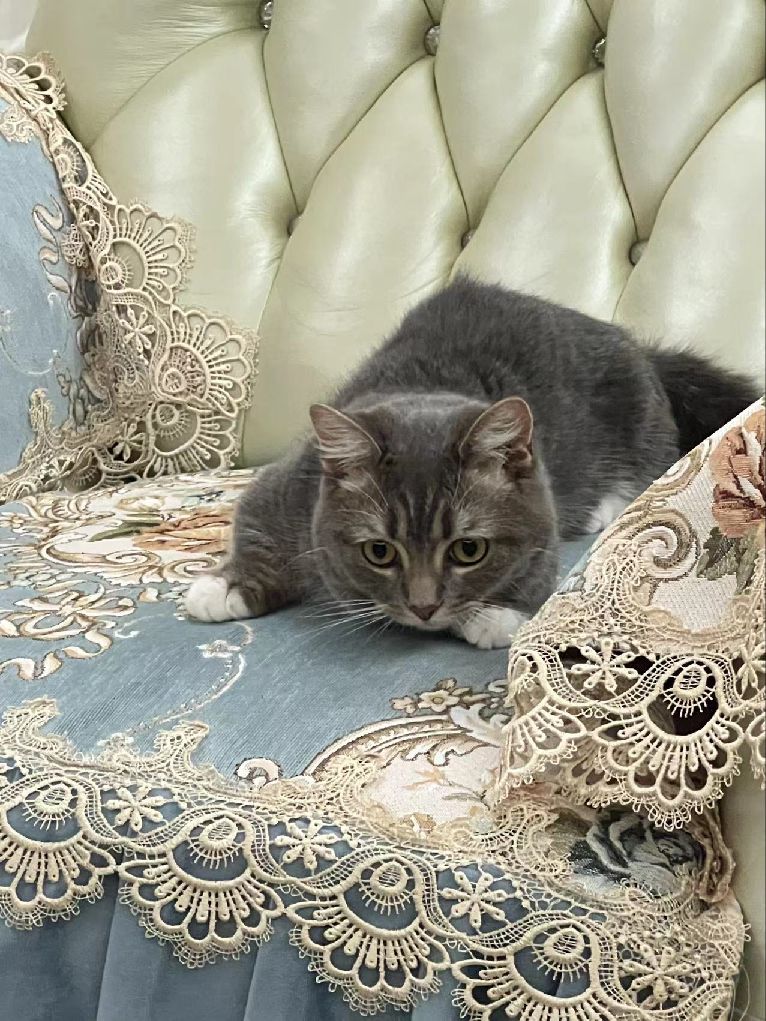 猫图片|宠物猫|猫咪|